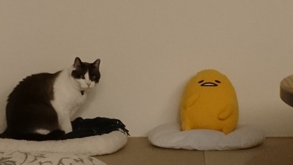 ペットのいる家