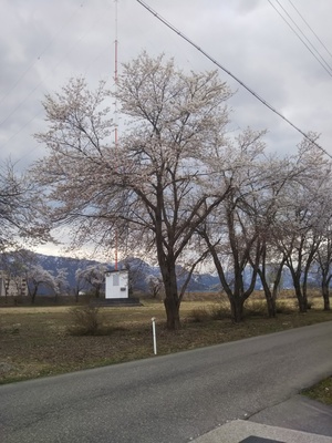 サクラは まだ・・・