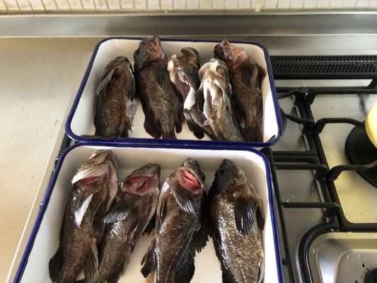 SUPフィッシング