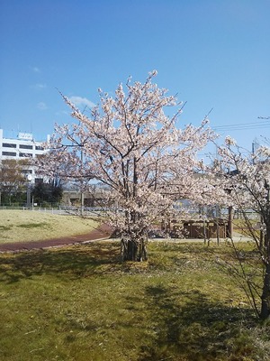 やっと春らしくなりました