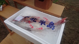 下北半島のタイ.jpg