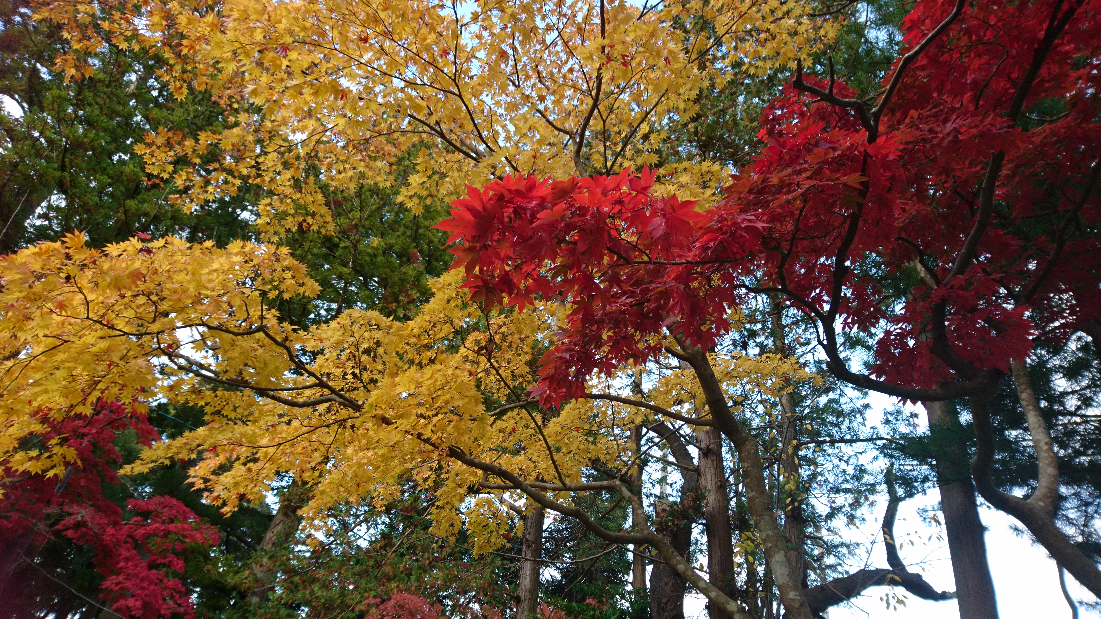 写真.JPG