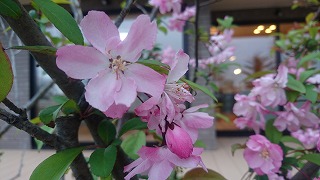 庭の花.jpg